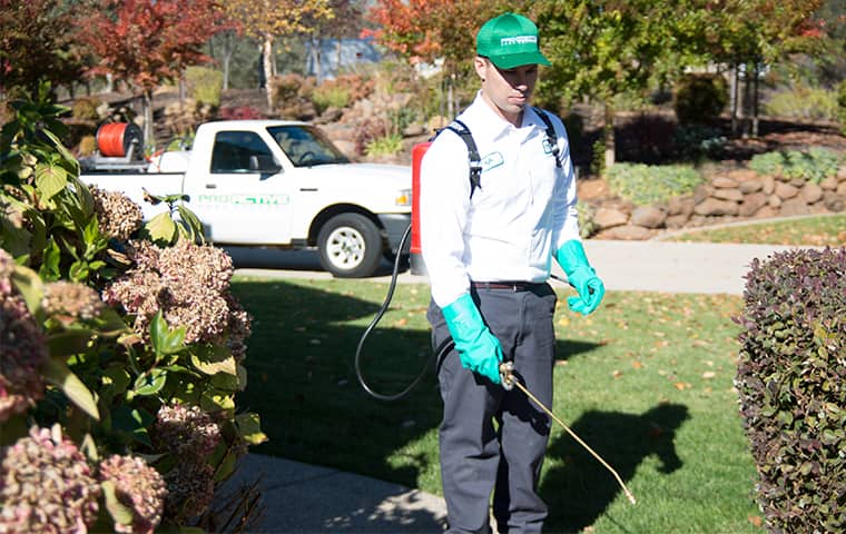 pest control ingleburn